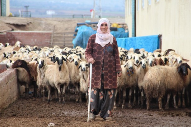 Foto - Köyüne dönüp devlet desteği aldı, koyun sayısını 5 katına çıkardı