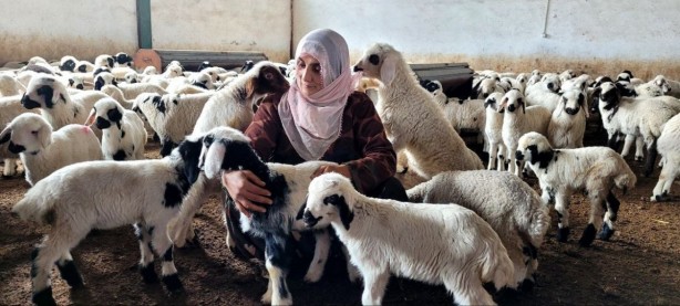 Foto - Köyüne dönüp devlet desteği aldı, koyun sayısını 5 katına çıkardı