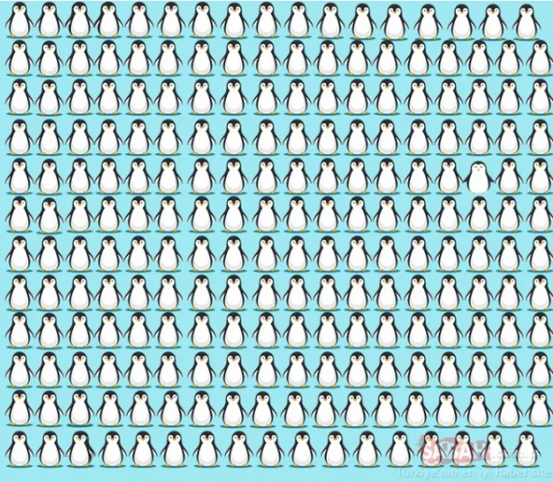 Foto - Koyunların içindeki kurdu fark ettiniz mi? Binlerce kişiden sadece 32 kişi ilk bakışta görüyor