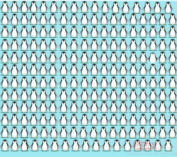 Foto - Koyunların içindeki kurdu fark ettiniz mi? Binlerce kişiden sadece 32 kişi ilk bakışta görüyor