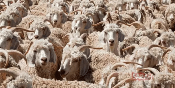 Koyunların içindeki kurdu fark ettiniz mi? Binlerce kişiden sadece 32 kişi ilk bakışta görüyor