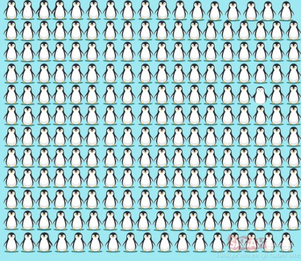 Foto - Koyunların içindeki kurdu fark ettiniz mi? Binlerce kişiden sadece 32 kişi ilk bakışta görüyor