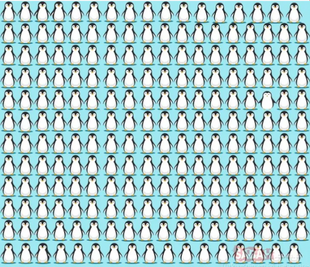 Foto - Koyunların içindeki kurdu fark ettiniz mi? Binlerce kişiden sadece 32 kişi ilk bakışta görüyor