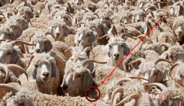 Foto - Koyunların içindeki kurdu fark ettiniz mi? Binlerce kişiden sadece 32 kişi ilk bakışta görüyor