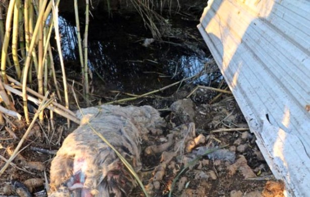 Foto - Koyunlarını paramparça edeni bulmak için eli tetikte bekliyor