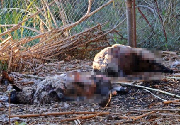 Foto - Koyunlarını paramparça edeni bulmak için eli tetikte bekliyor