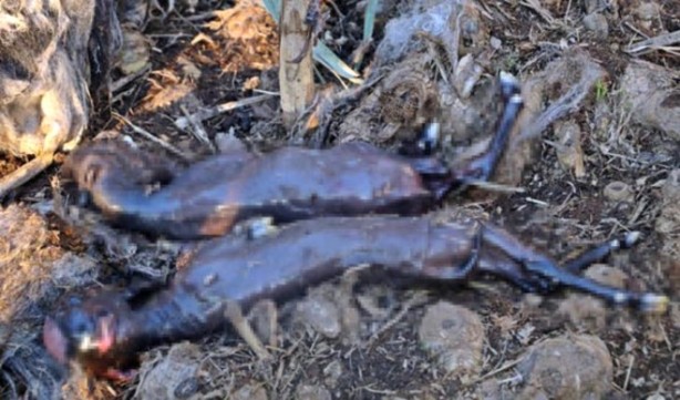 Foto - Koyunlarını paramparça edeni bulmak için eli tetikte bekliyor