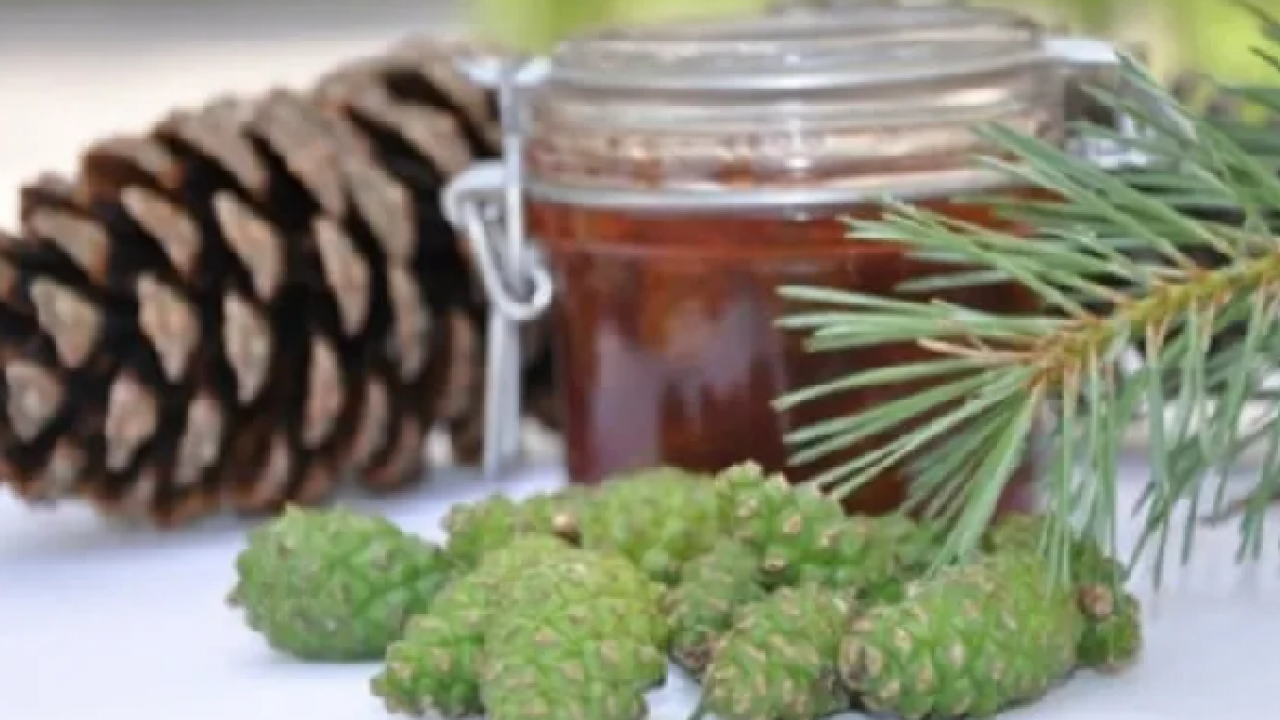 Foto - Kozalak reçelin faydaları nelerdir? Kaynatılmış kozalak suyunun faydaları? 1 bardak için...