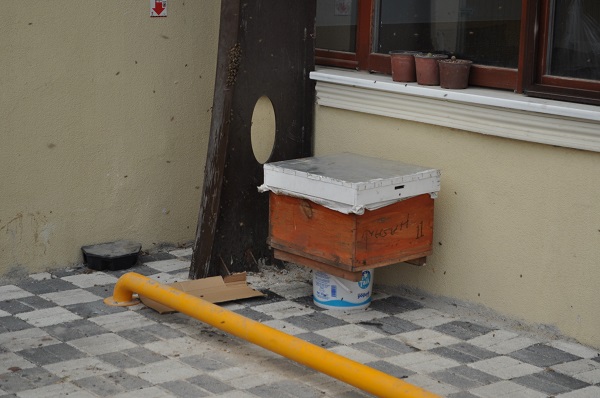 Foto - Kraliçe arı kovan aradı olanlar oldu