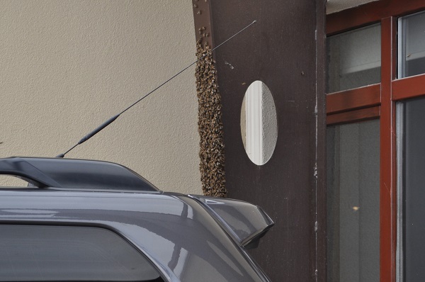 Kraliçe arı kovan aradı olanlar oldu