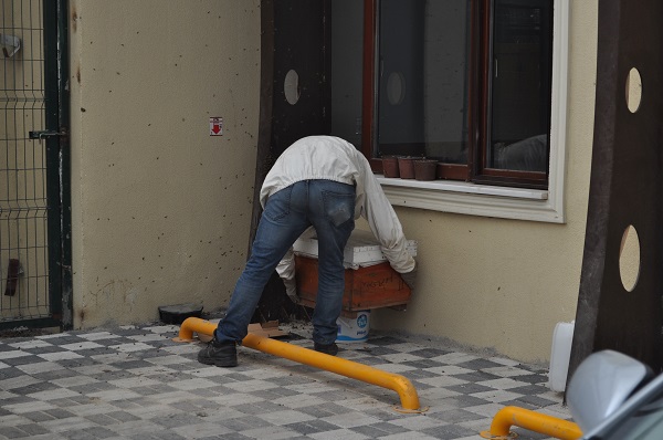 Foto - Kraliçe arı kovan aradı olanlar oldu