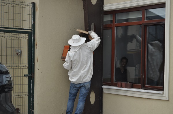 Foto - Kraliçe arı kovan aradı olanlar oldu