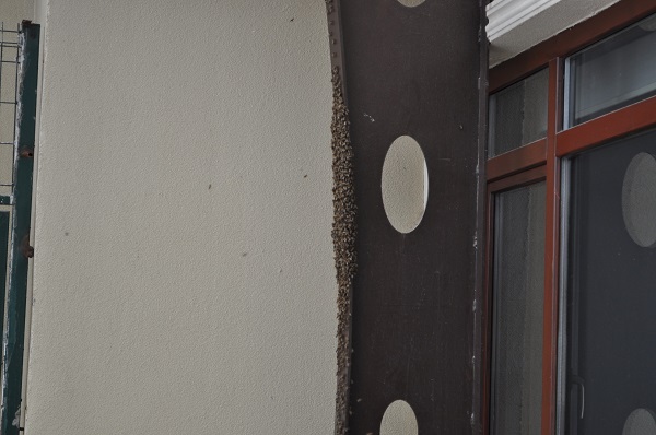 Foto - Kraliçe arı kovan aradı olanlar oldu