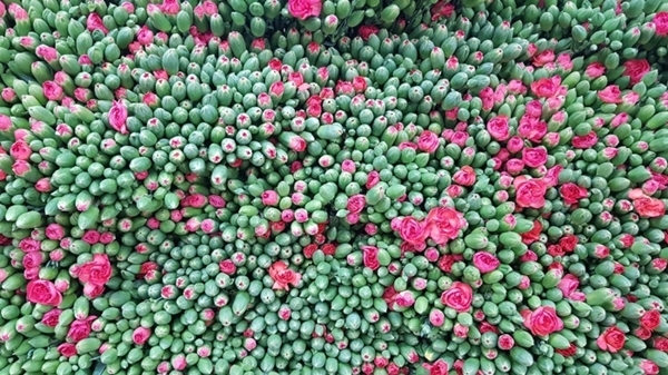 Foto - Kraliçe Elizabeth için Türkiye'den gönderildi