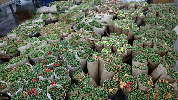 Foto - Kraliçe Elizabeth için Türkiye'den gönderildi