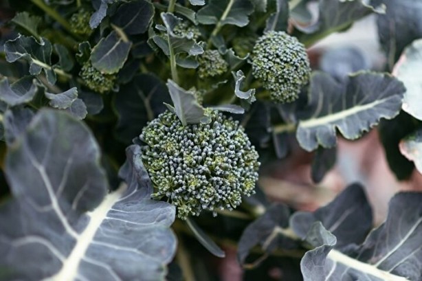 Kronik hastalar dikkat! Suyunda bile şifa var