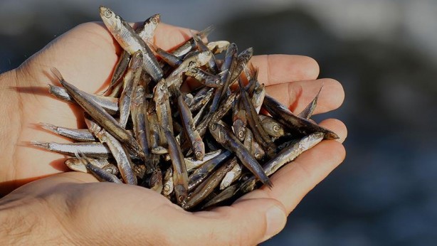 Foto - Küçük balıklar için önemli uyarı!