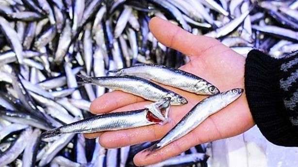 Foto - Küçük balıklar için önemli uyarı!