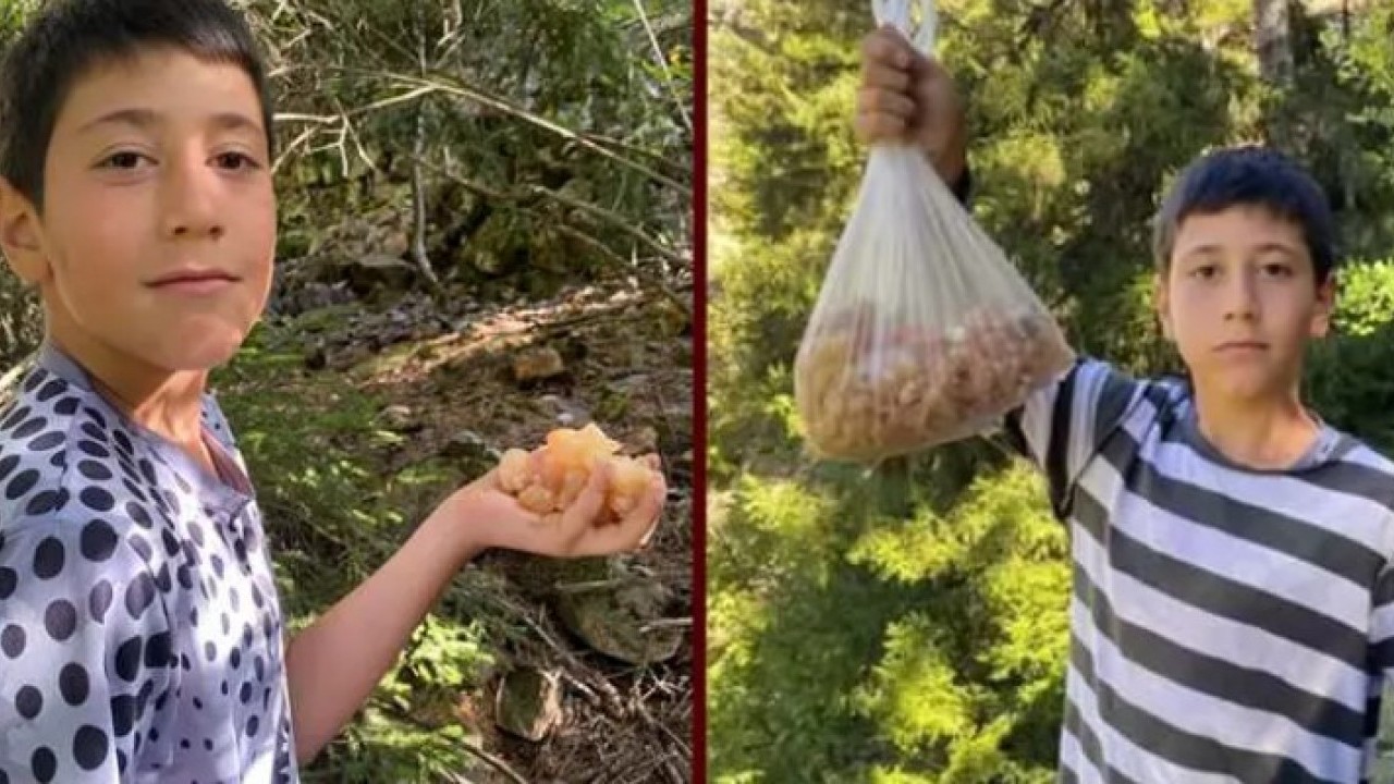 Foto - Küçük çocuk ormanda maden buldu: Şimdi kilosunu 5 bin liradan satıyor!