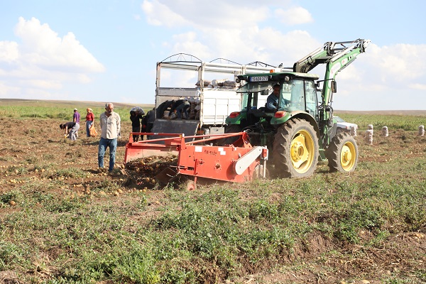 Foto - Küçük diye alınmayan patatesleri bedava dağıttı
