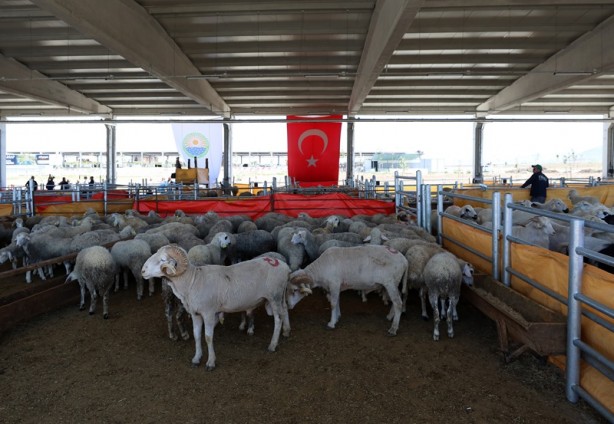 Foto - Küçükbaş kurbanlık satışının 3 milyonu geçmesi bekleniyor