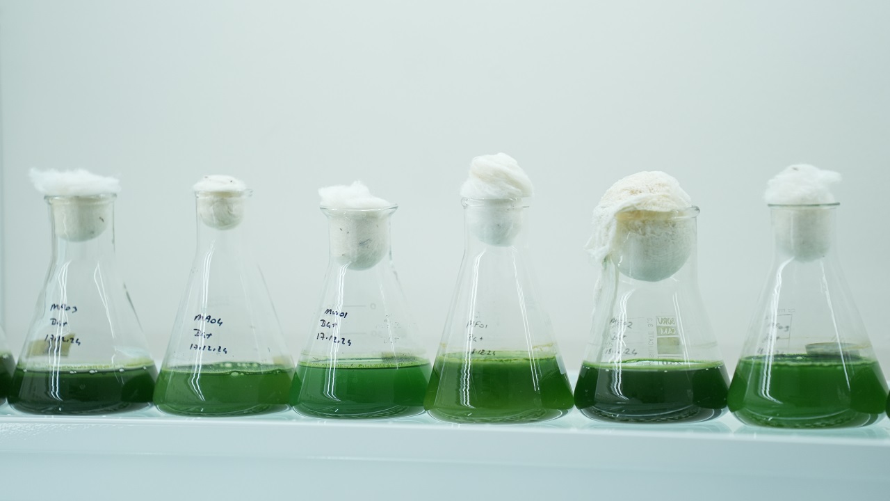 Foto - Küçükçekmece Gölü tehlike sinyalleri veriyor: Adeta şehrin içinde bir atık su deposu!