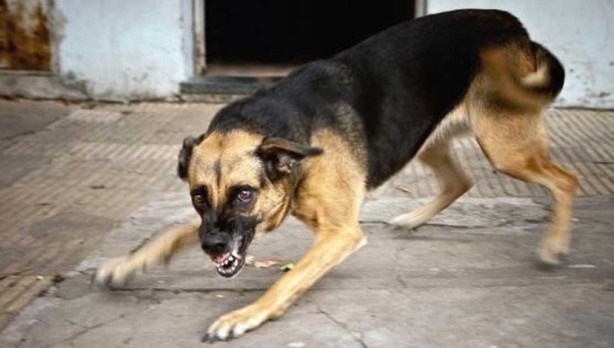 Foto - Kuduz hastalığı nedir, hayvanda - insanda kuduz belirtileri nelerdir? (Kediden) insandan insana kuduz nasıl bulaşır? Kaç günde içinde ortaya çıkar? Tedavisi var mı?
