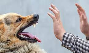 Foto - Kuduz hastalığı nedir, hayvanda - insanda kuduz belirtileri nelerdir? (Kediden) insandan insana kuduz nasıl bulaşır? Kaç günde içinde ortaya çıkar? Tedavisi var mı?