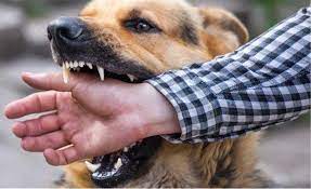 Foto - Kuduz hastalığı nedir, hayvanda - insanda kuduz belirtileri nelerdir? (Kediden) insandan insana kuduz nasıl bulaşır? Kaç günde içinde ortaya çıkar? Tedavisi var mı?