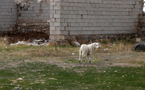 Foto - Kuduz nedeniyle ölen çocuğun arkadaşları çaresiz!