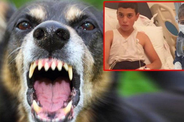 Foto - Kuduz olan küçük Mustafa, hayatını kaybetti! Sosyal medya ayağa kalktı! Hükümet, bakanlar, valilik ve belediye kamuoyundaki infiale hala sessiz!