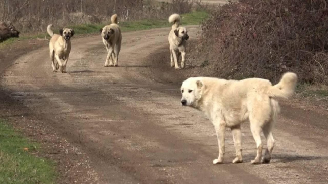 Foto - Kuduz riskli temas sayısı 479 bini aştı: Sahipsiz hayvanlar için 319 bin 70 şikayet!