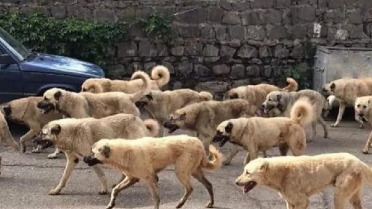 Foto - Kuduz riskli temas sayısı 479 bini aştı: Sahipsiz hayvanlar için 319 bin 70 şikayet!