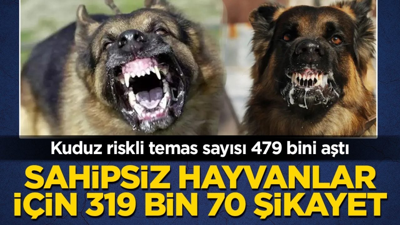 Kuduz riskli temas sayısı 479 bini aştı: Sahipsiz hayvanlar için 319 bin 70 şikayet!