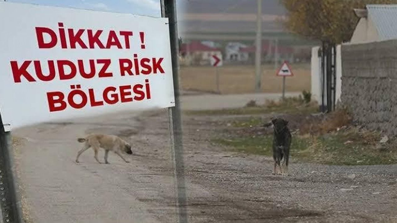 Foto - Kuduz riskli temas sayısı 479 bini aştı: Sahipsiz hayvanlar için 319 bin 70 şikayet!