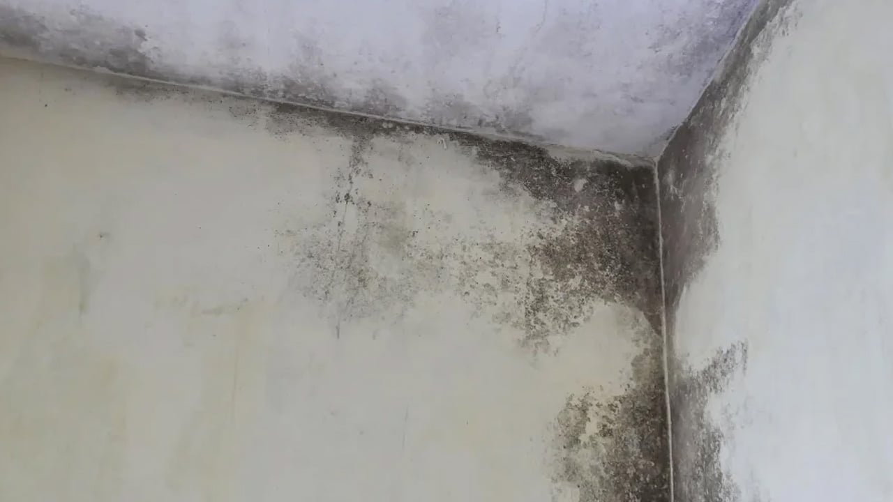 Küf diye hafife almayın: Ölümcül hastalıklara neden oluyor! Lütfen hemen doktora başvurup önlem alın