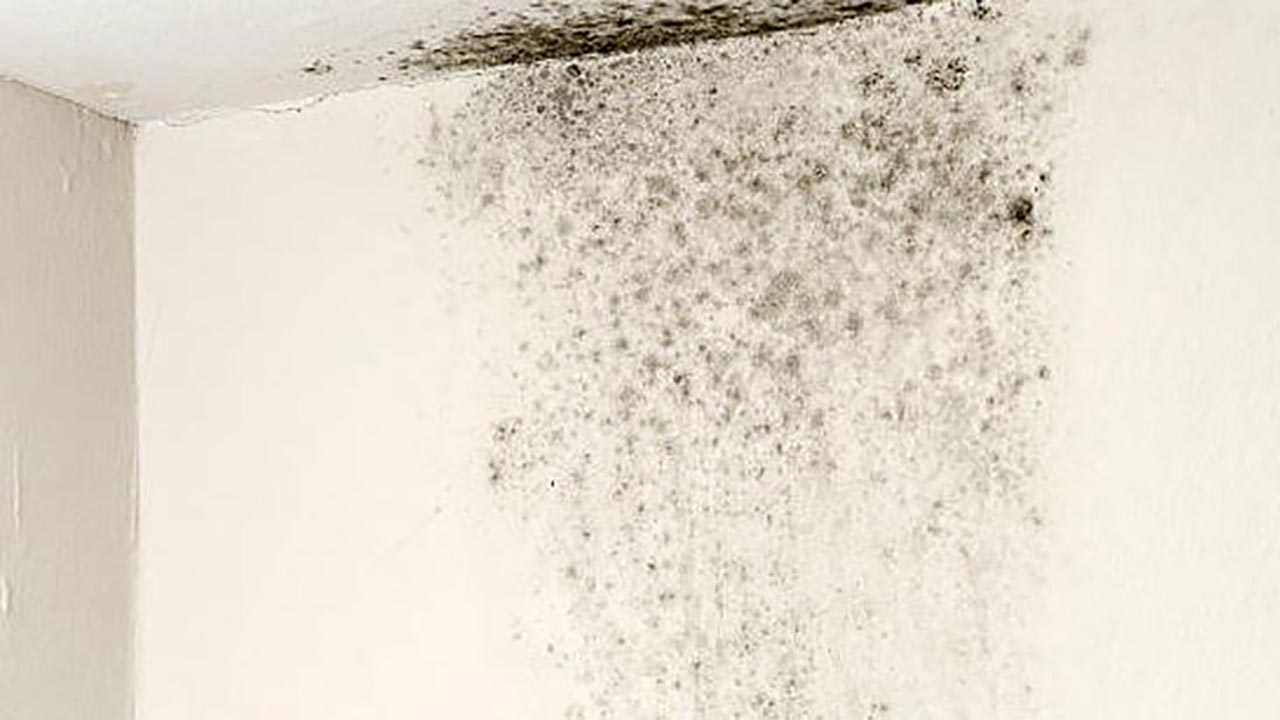 Foto - Küf ve rutubet evinizi istila mı etti? İşte duvarlardaki kabusu yok edecek karışım!