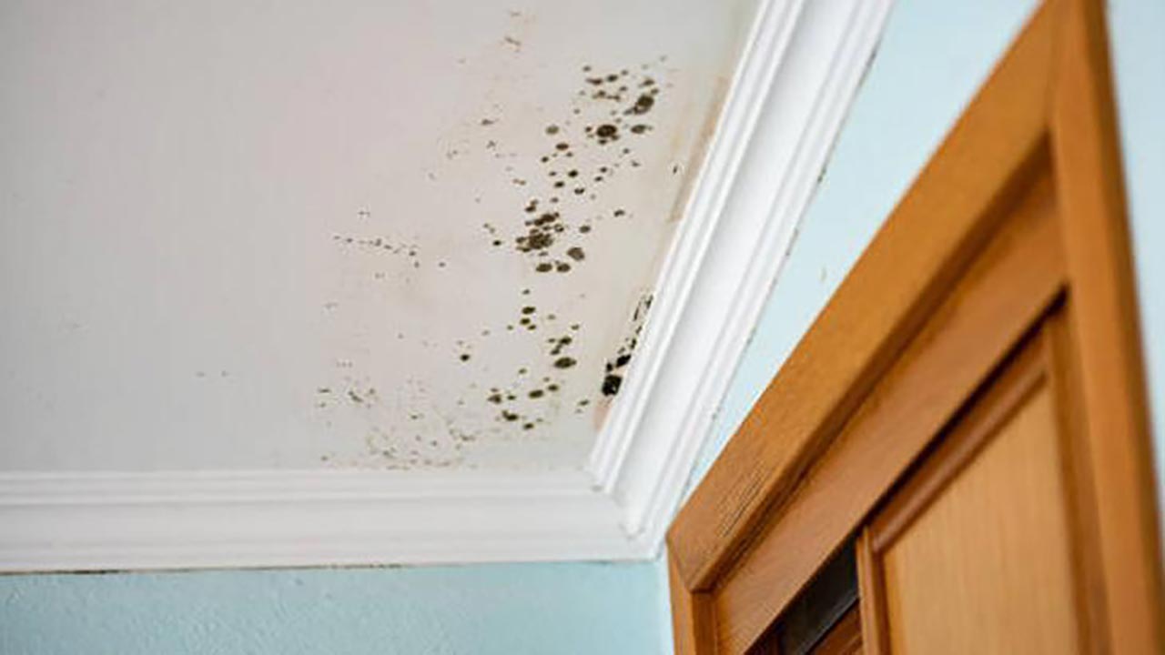 Küf ve rutubet evinizi istila mı etti? İşte duvarlardaki kabusu yok edecek karışım!