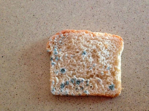 Foto - Küflenmiş ekmek kanser yapıyor!