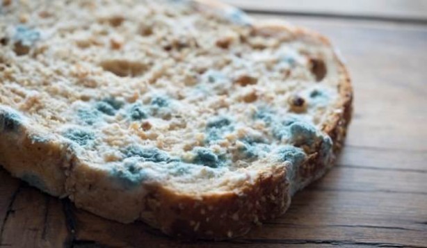 Foto - Küflü ekmek zehirler mi? Küflü ekmek yemek zararlı mı?