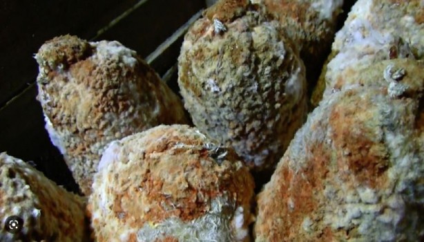 Foto - Küflü yiyecekler tüketilir mi? Bunu yapanlar dikkat