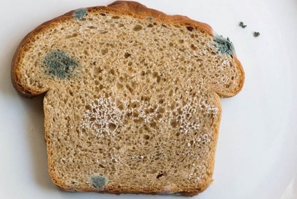 Foto - Küflü yiyecekler tüketilir mi? Bunu yapanlar dikkat