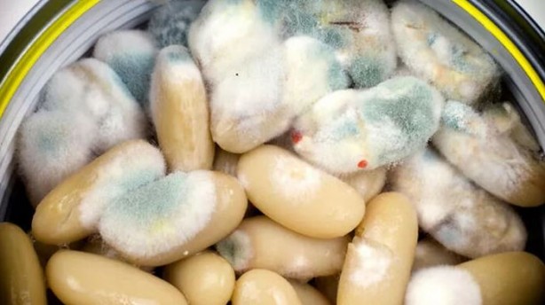 Foto - Küflü yiyecekler tüketilir mi? Bunu yapanlar dikkat