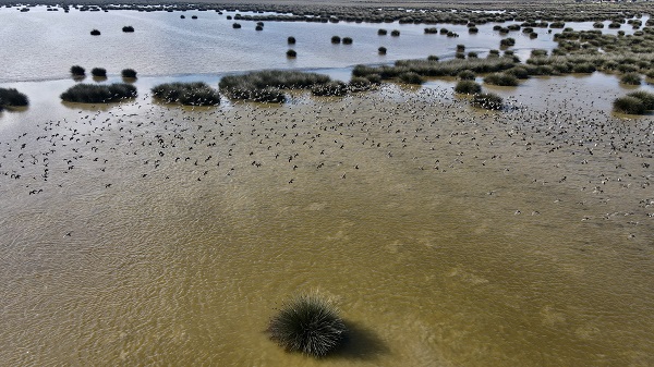 Foto - Kuğu ve kuşların yaşam alanı: Kızılırmak Deltası 