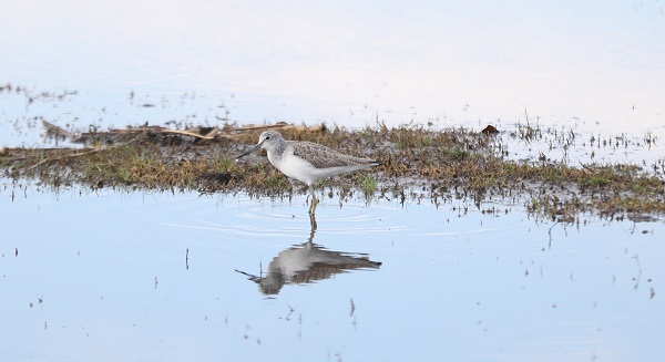 Foto - Kuğu ve kuşların yaşam alanı: Kızılırmak Deltası 