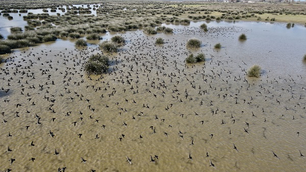 Foto - Kuğu ve kuşların yaşam alanı: Kızılırmak Deltası 