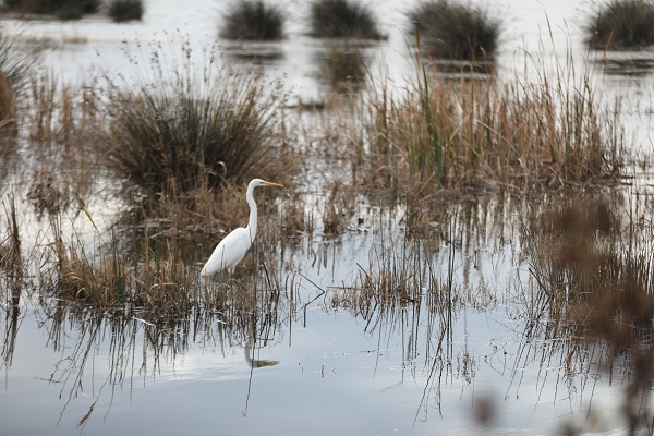 Foto - Kuğu ve kuşların yaşam alanı: Kızılırmak Deltası 