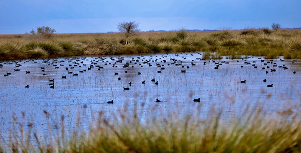Foto - Kuğu ve kuşların yaşam alanı: Kızılırmak Deltası 