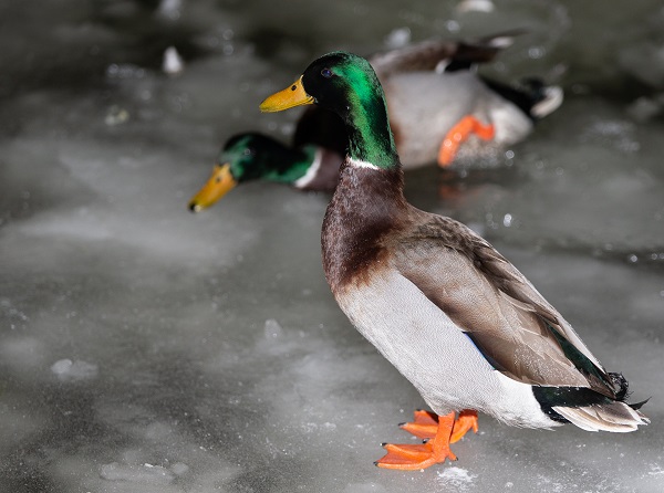 Foto - Kuğulu Park’tan kış manzaraları | Ankara buz tuttu! 