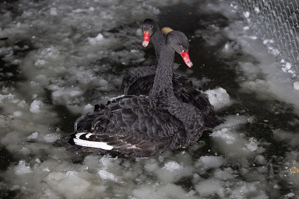 Foto - Kuğulu Park’tan kış manzaraları | Ankara buz tuttu! 